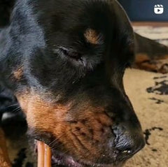 12"- Bully Stick - Jumbo- Low Odour