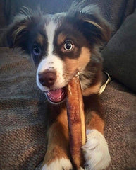 12"- Bully Stick - Standard - Low Odour