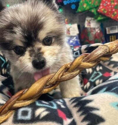 12"- Bully Stick - Braided - Thick - Low Odour