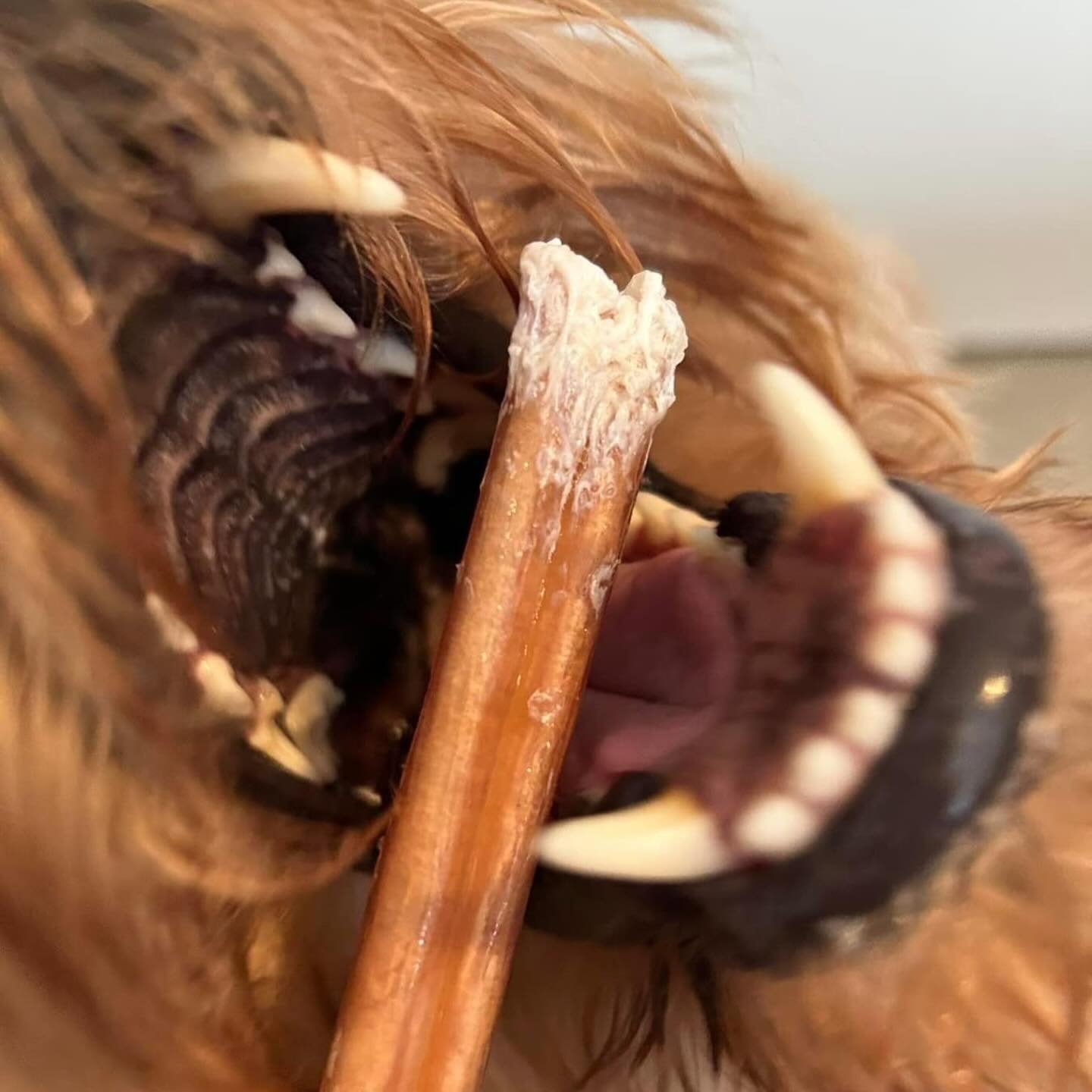12"- Bully Stick - Standard - Low Odour