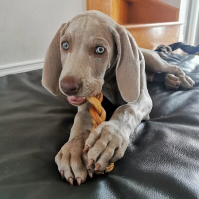12"- Bully Stick - Braided - Standard - Low Odour