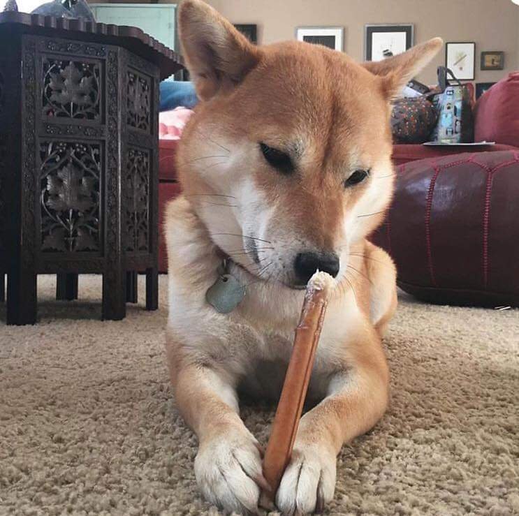 12"- Bully Stick - Jumbo- Low Odour
