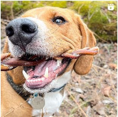 6"- Bully Stick - Braided - MONSTER- Low Odour (16 pc)
